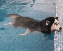 狗犬瘟后期还有救吗,我家狗这是懒到什么程度