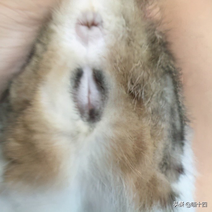 别让宠物医院榨干铲屎官的钱包——小毛病,不求人「外创篇-下」