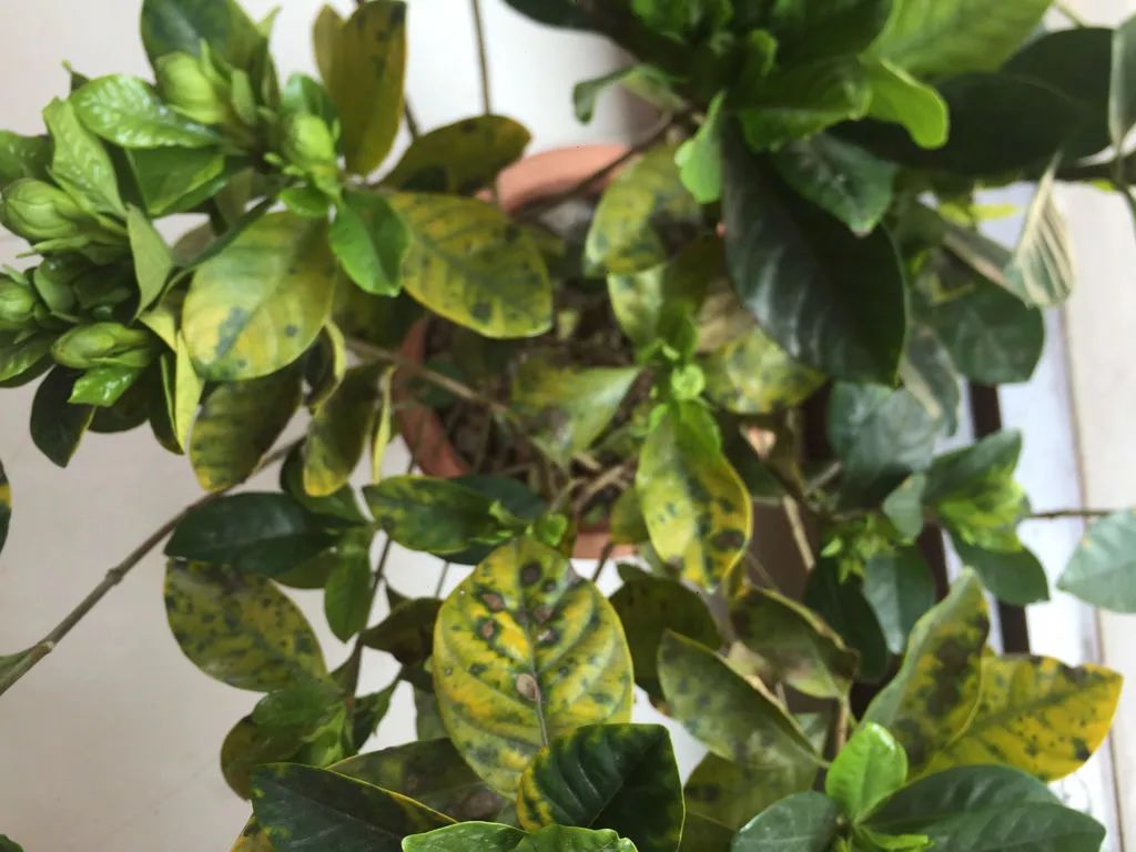 洁白无瑕的栀子花叶子却发了黄，一招防治，效果绝佳