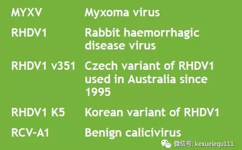 杀死一只兔子的预兆,杀死兔子的方法