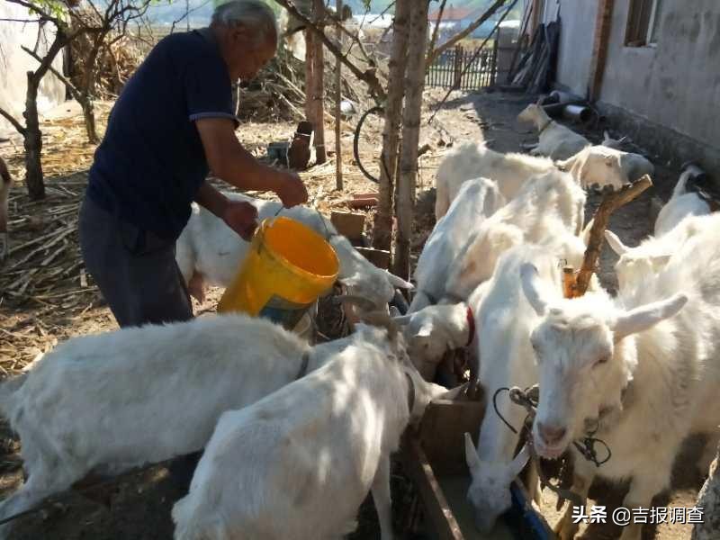 安图县明月镇河东村老人拉着奶羊卖现挤羊奶，成了市场一道风景！