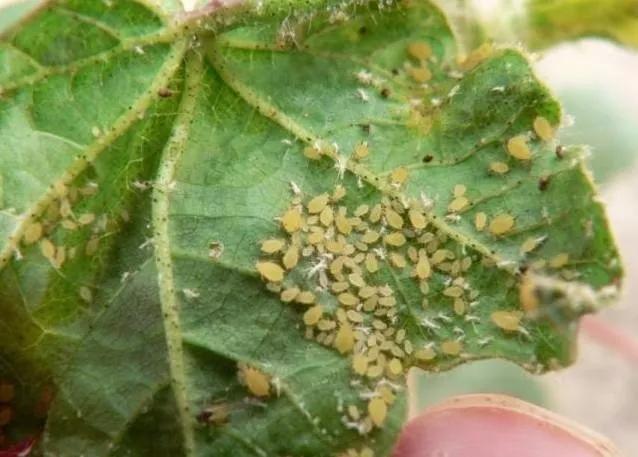 十种常见农药大全,100种常见农药大全