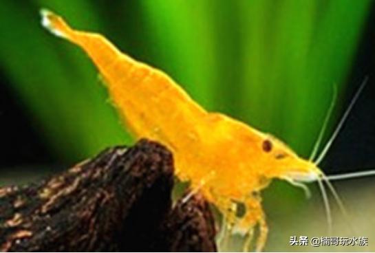 观赏虾的养殖方法图解,养观赏虾的正确方法和注意事项