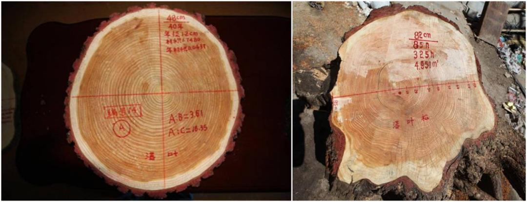 木兰栽培技术,木兰树苗培育