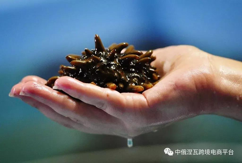 俄罗斯北极参和海参有什么区别,如何分辨俄罗斯海参或大连参