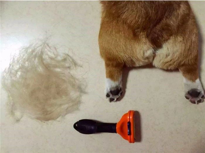 猫咪掉毛是缺什么营养,猫咪掉毛是因为吃得咸吗