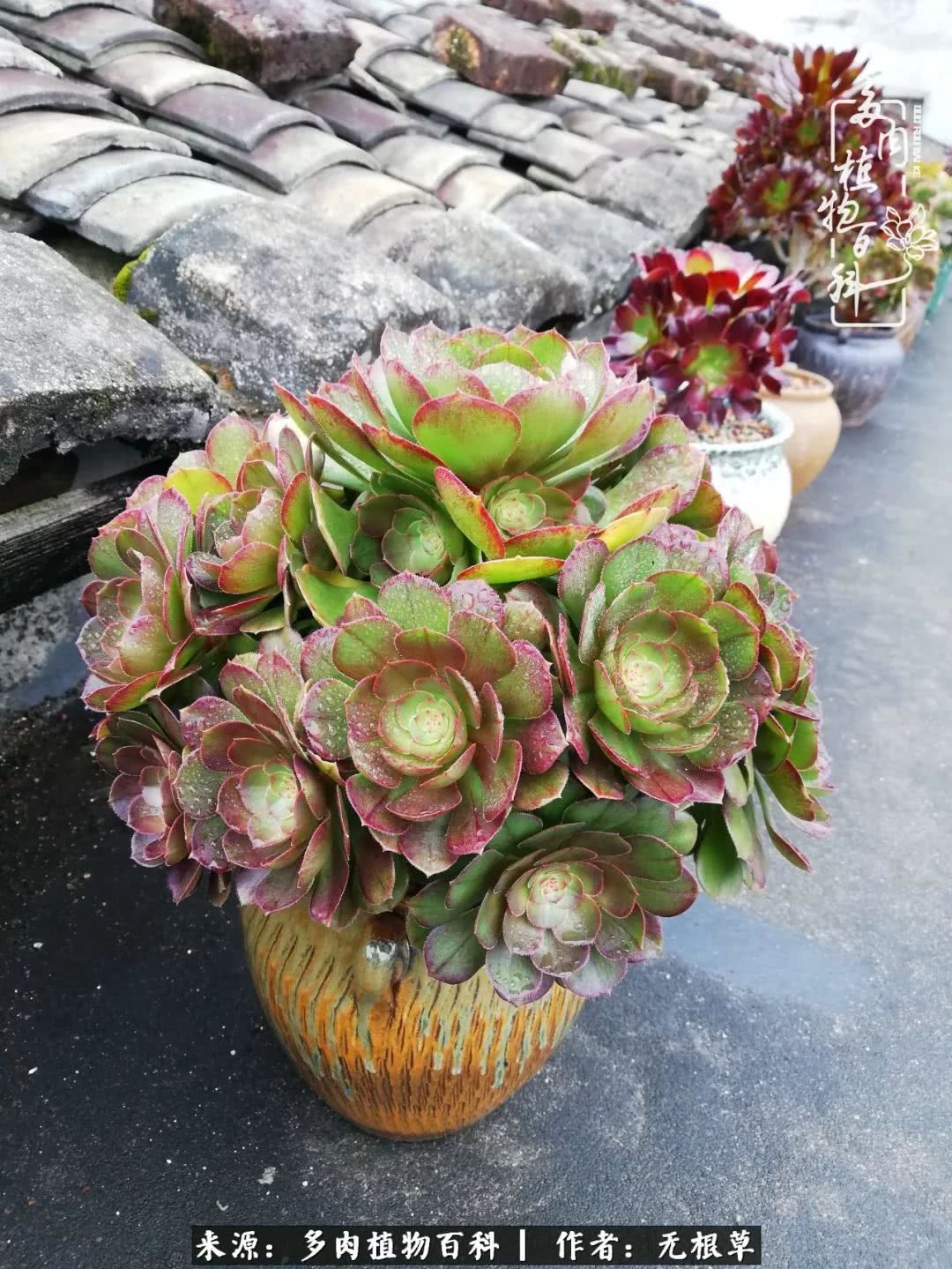 多肉寒冬中茁壮成长,多肉岁月的沉淀