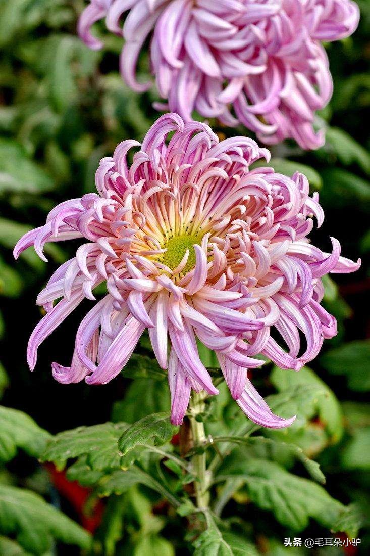 哪种花更适合成为中国的国花,如果提到国花你首先会想到什么花