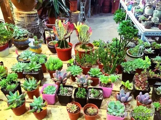 现在进石家庄批发市场要什么 (石家庄各个批发市场在哪)