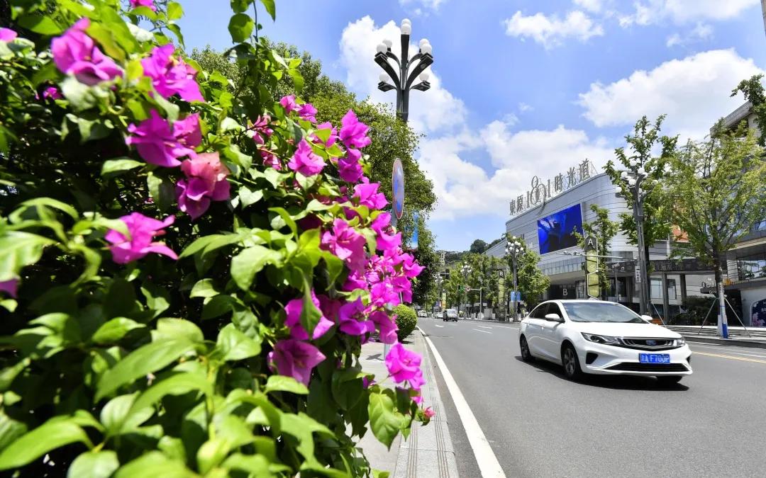 南滨夜来香,南滨夜来香打卡视频