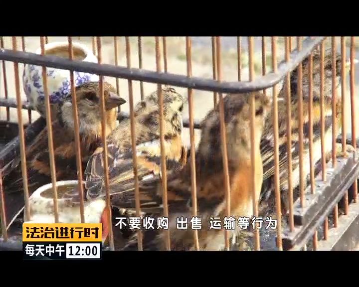 严厉打击非法捕猎候鸟,内蒙大兴安岭非法捕猎候鸟