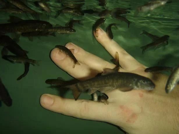 温泉鱼疗真能治病还是另有隐患,鱼疗温泉可以泡全身吗