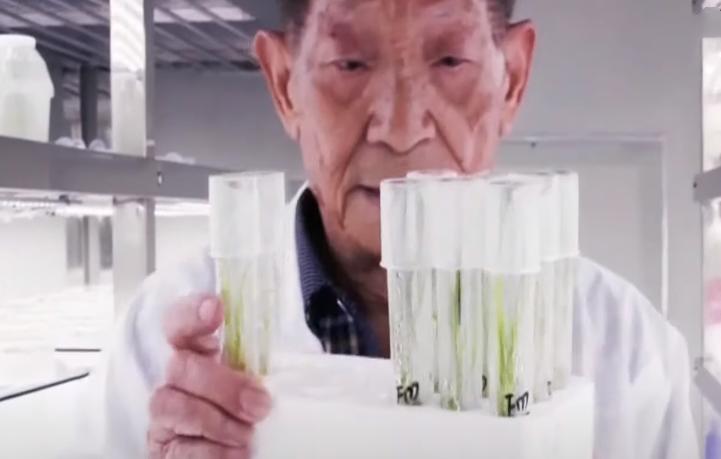 袁隆平在迪拜种水稻,袁隆平团队迪拜沙漠海水稻