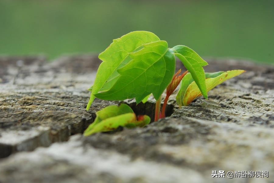 女博士的最佳选择,女博士最后悔的选择