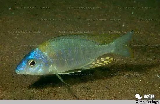 三湖慈鲷马鲷孔雀珍珠系能长多大,三湖慈鲷之孔雀