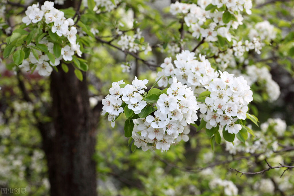 柳木菜墩和榆木菜墩,柳木菜墩和枫木菜墩