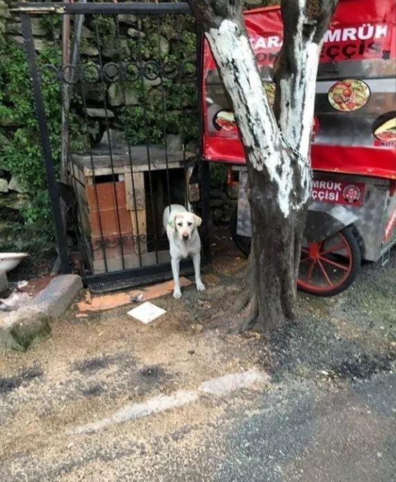 狂热球迷冲进赛场视频,狂热球迷冲进球场自述