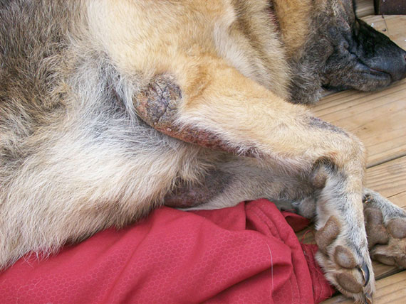 你家狗狗掉毛吗,你知道狗为什么掉毛吗