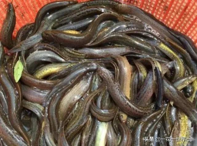 泥鳅的销路现状,泥鳅养殖市场行情