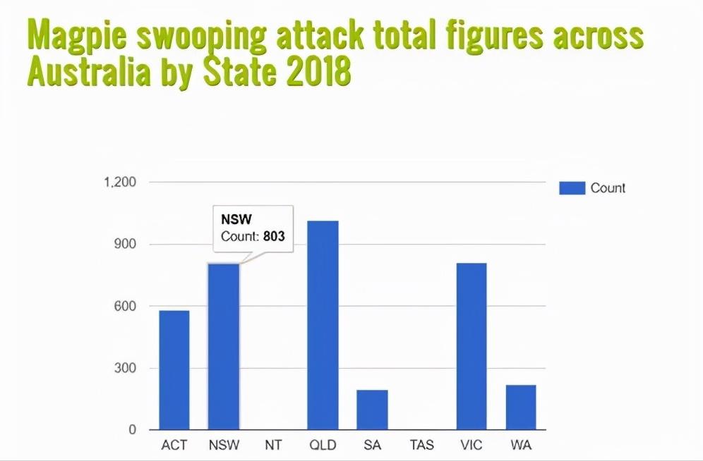 老鹰吃喜鹊被一群喜鹊欺负,老鹰为什么敢捕食毒蛇