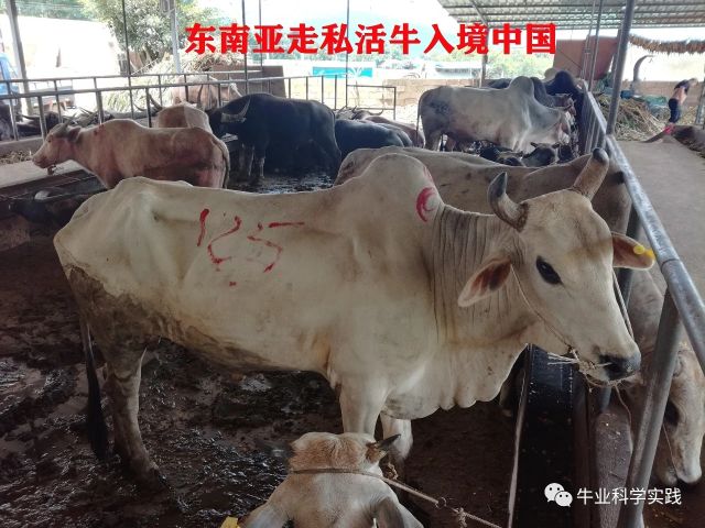 肉牛育肥成本和利润,2022年育肥牛养殖利润