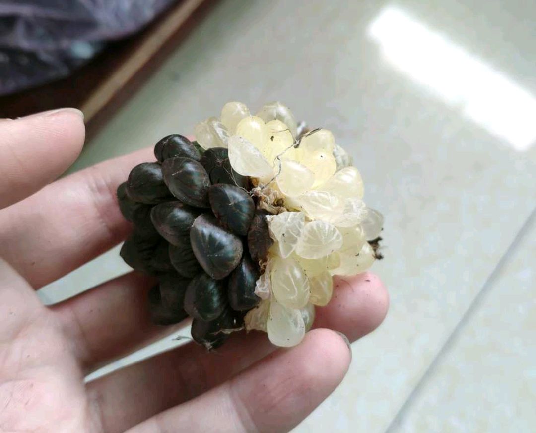 买回来的多肉越养越绿怎么回事,买回来的多肉几天就蔫了