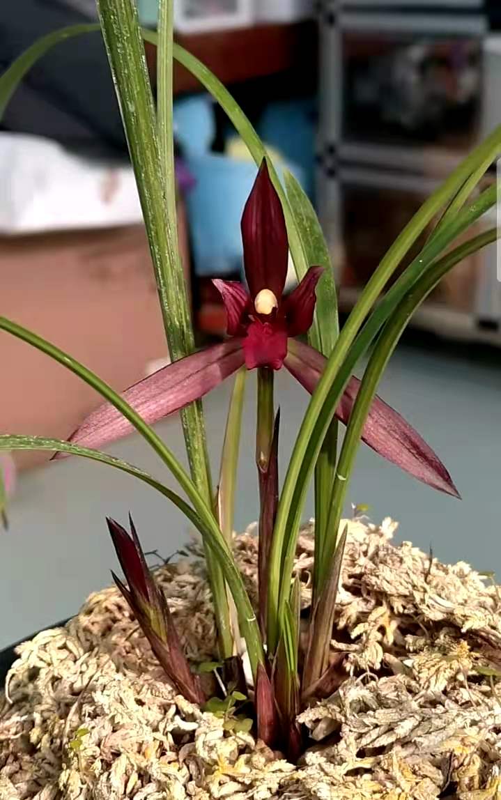 曾经的天价兰花你知道几种,哪些品种的兰花曾是天价