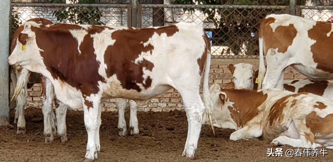 牛不反刍！不倒嚼！按这个方法治疗！百试百灵！