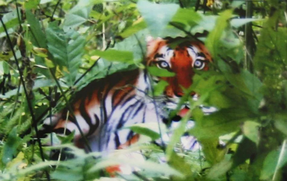 你有听过老虎咆哮吗,你听过野兽般的咆哮吗