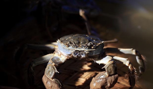 宁河区鱼米之乡,天津宁河县简介