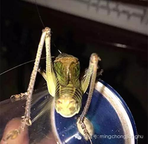 冬蝈蝈怎么挑选,介绍蝈蝈的说明方法