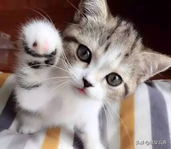 我们一起喵喵喵疯狂版,我们一起喵喵喵完整