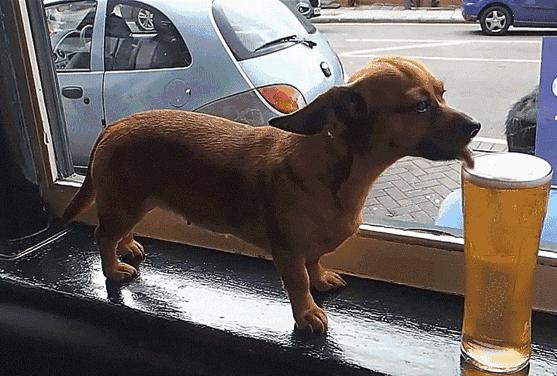 狗狗喝酒有什么危害,狗狗能喝酒吗有什么危害