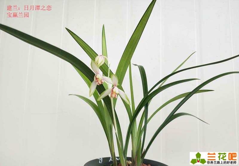 夏季养兰花的技巧与方法,夏季兰花放在空调房间如何养护