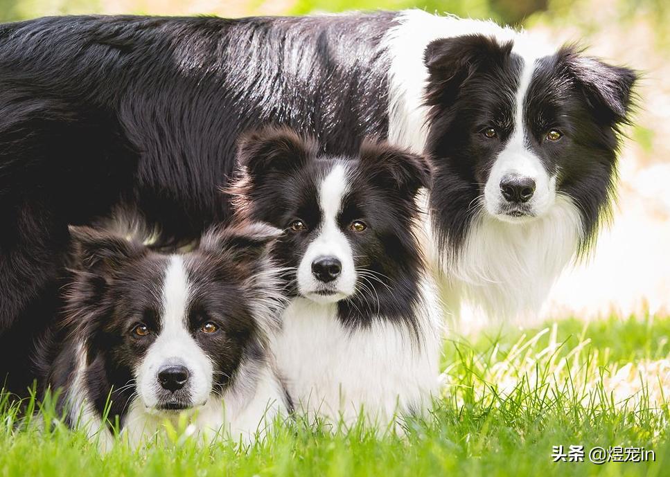 边牧老是撕咬自己的窝,为什么边牧把屎叼到窝里