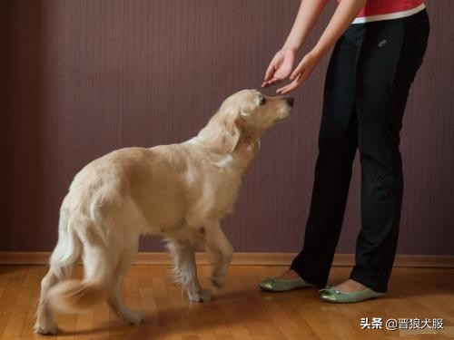 如何在家训练宠物狗犬不咬人,主人不在家如何训狗