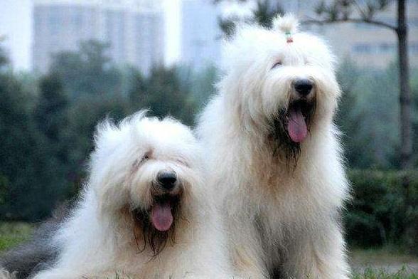 古牧犬怎么养才能温顺,古牧犬的缺点