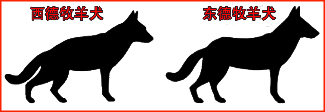 德国牧羊犬种类多：听说东德比西德更强？然而东德牧羊犬并不存在