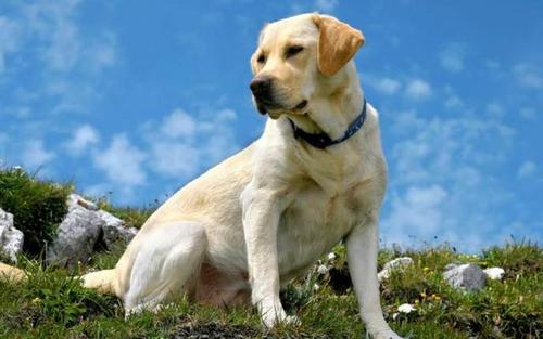 拉布拉多禁止饲养么,养拉布拉多用放笼子么