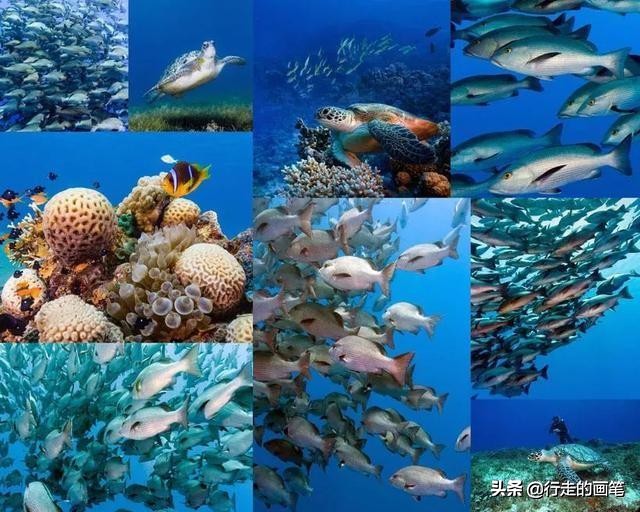 儿童画海底画最简单,儿童画海底鱼的画法