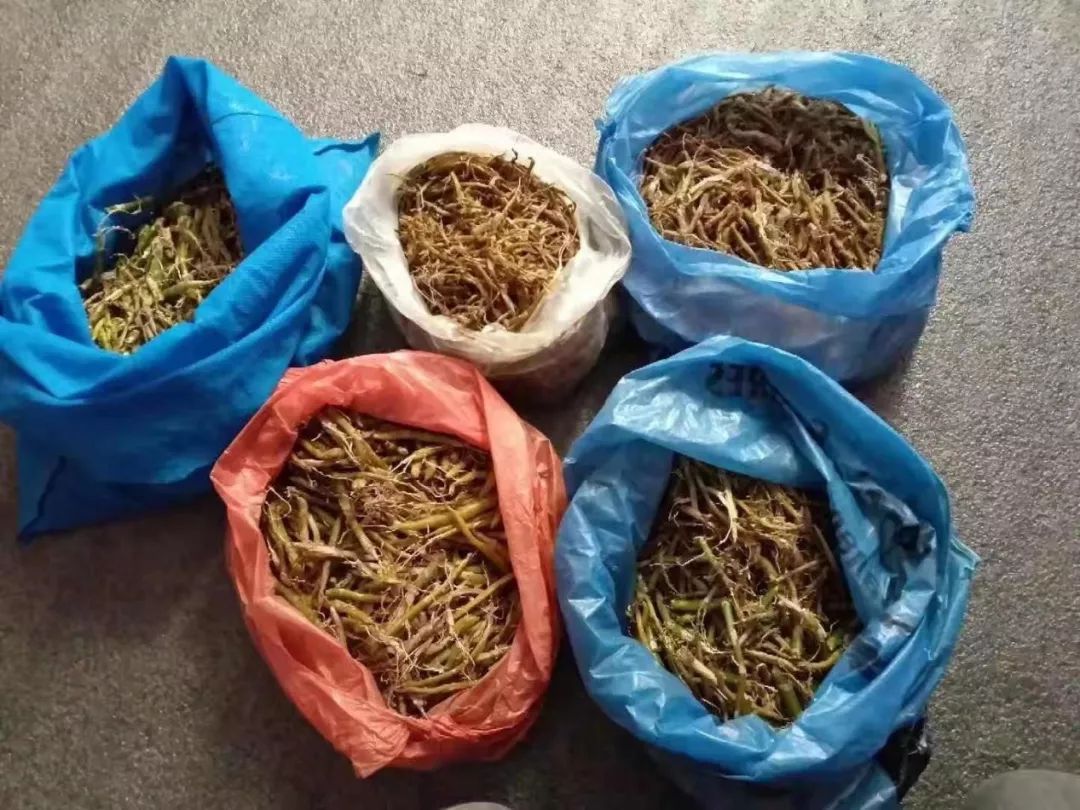 山东人金三角玩直播，枪口顶脑袋也淡定：“没有钱解决不了的事”