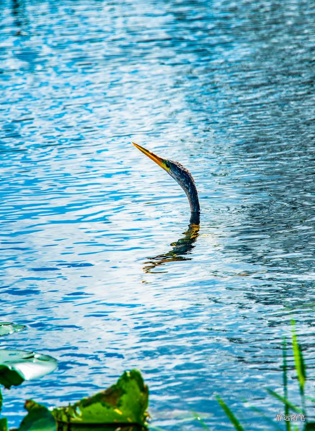 邮轮游记加勒比海,加勒比海邮轮旅游游记