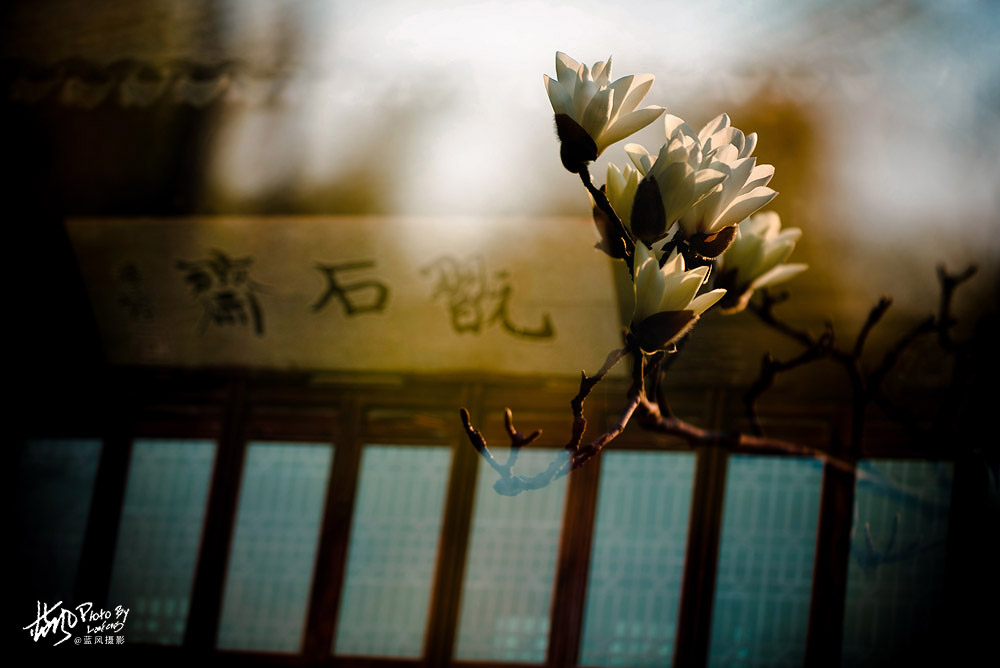 上海市市花白玉兰也叫玉兰花,白玉兰花是上海的市花吗