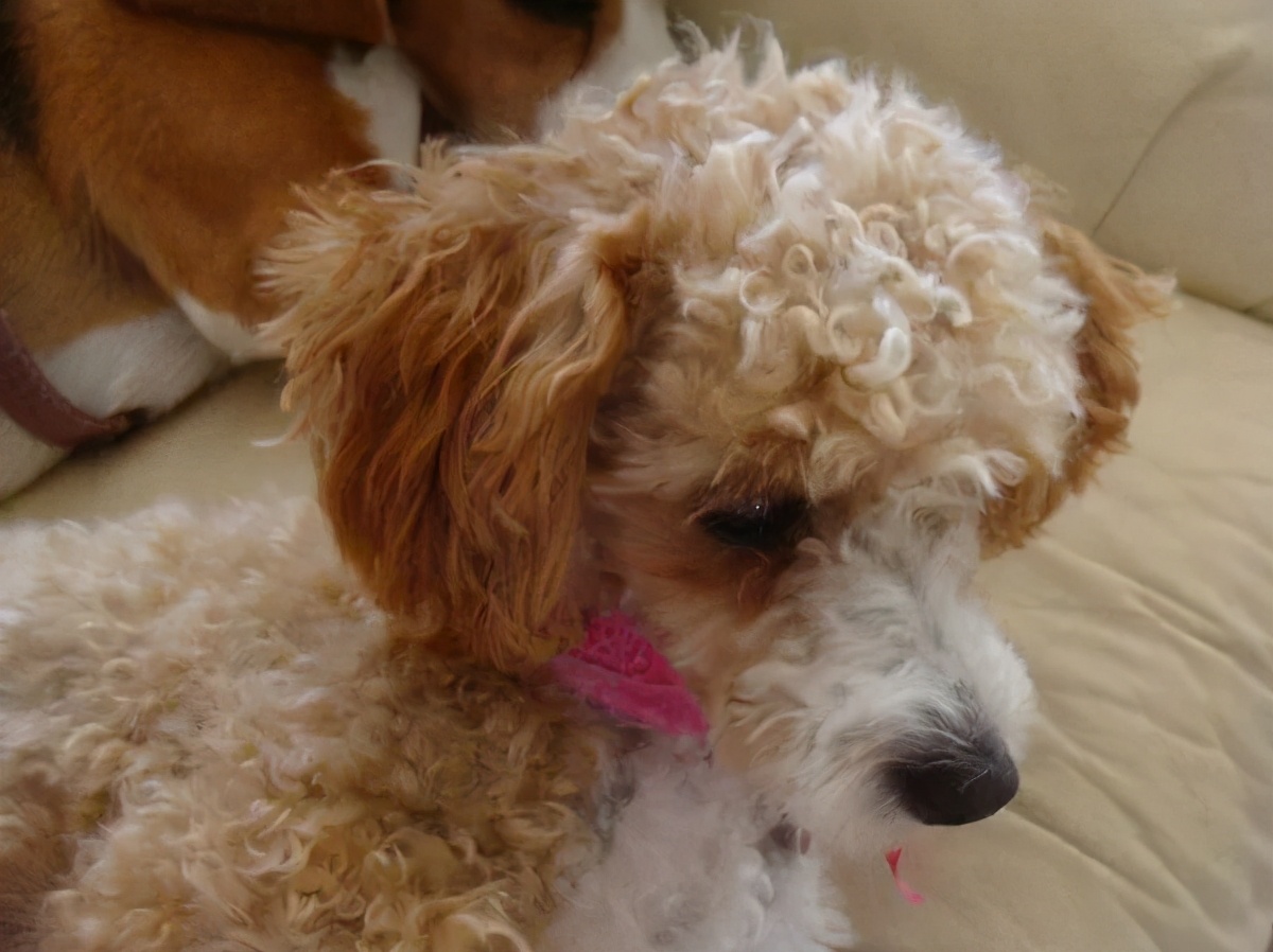 狗狗最初是白毛现在变黄怎么回事,刚一个月的狗狗毛是白黄的正常吗