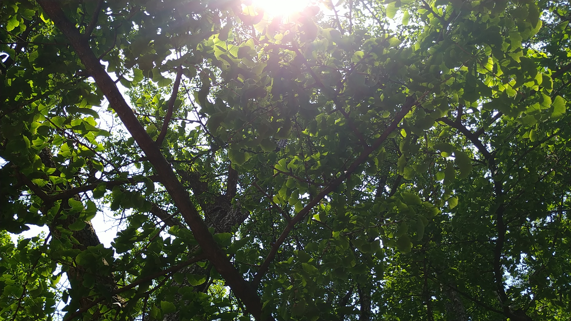 一个旅居者眼中的杭州:似水流年捕捉那四时光阴,美是记得