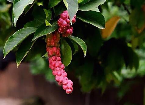 望春玉兰～早春先叶开放，花色素雅，美丽壮观