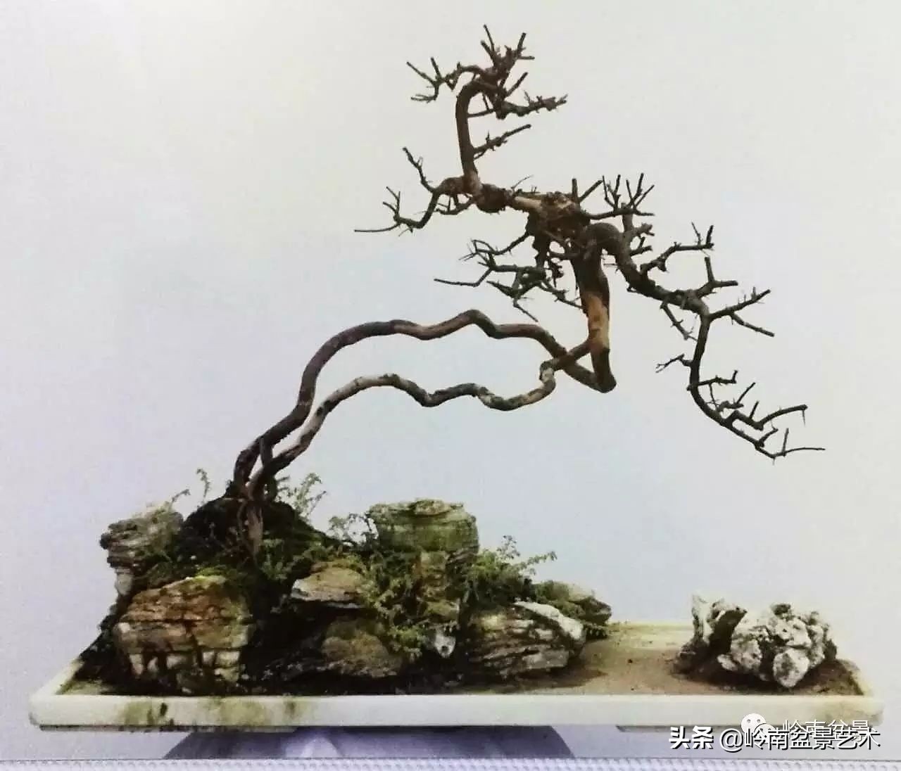 精品雀梅盆景名称,值得收藏的盆景作品欣赏