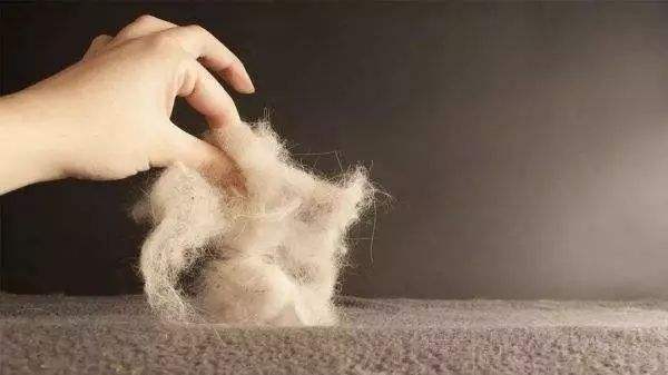 猫毛粘衣服怎么办小妙招教你解决,到处都是的猫毛怎么处理