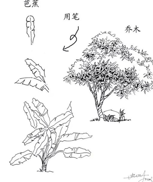 速写风景简单入门视频树木石头,干货40种水彩花卉临摹素材