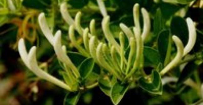 整合——28种青草药,赶快收藏备用!